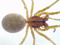 Pachygnatha clercki